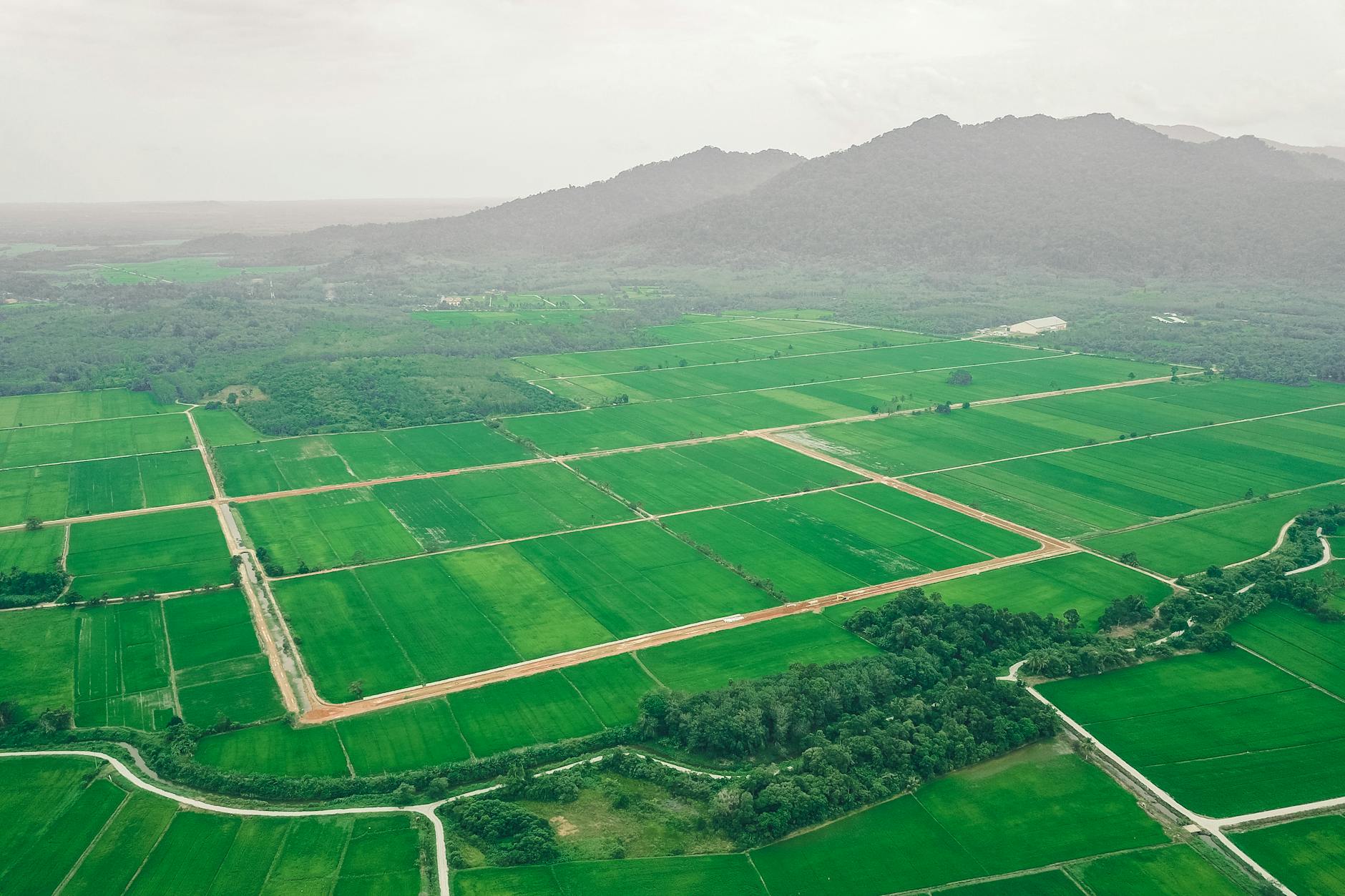 plantations and mountain range under gray sky